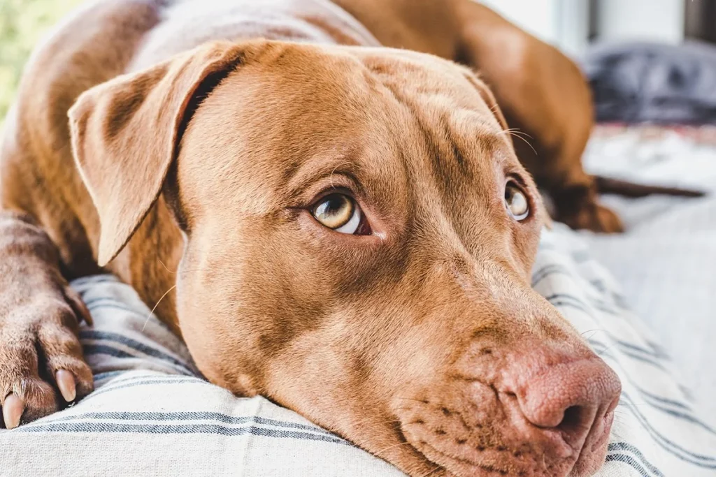 EL PERRO QUIERE JUGAR O RECIBIR CARICIAS
