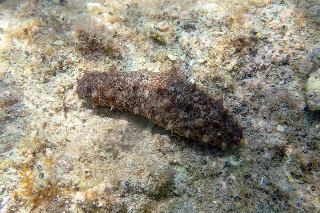 EL PROBLEMA DE ESTA ARMA CONTRA EL CÁNCER