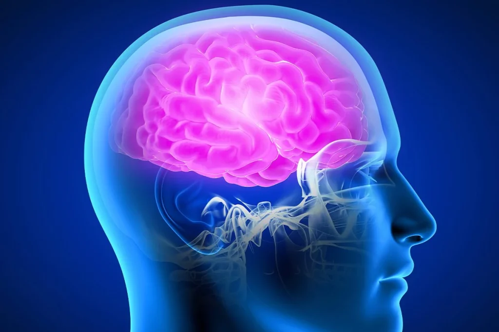 EL TEJIDO DEL CEREBRO GENERA FOTONES