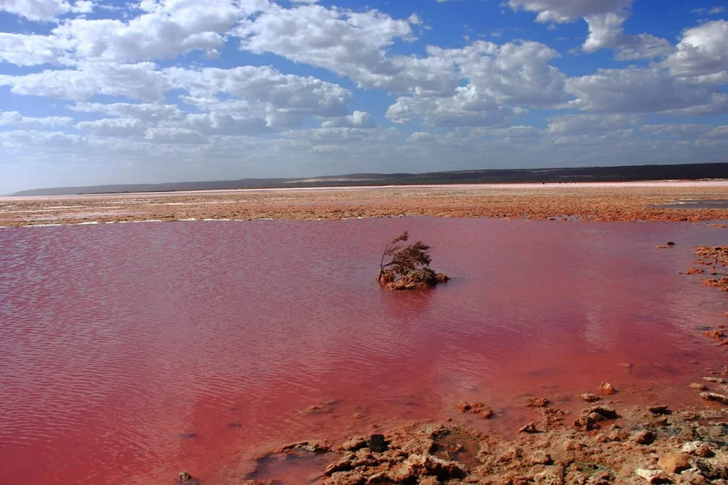ESTE LAGO DE ÁFRICA CONVIERTE A LOS ANIMALES EN 'PIEDRA'