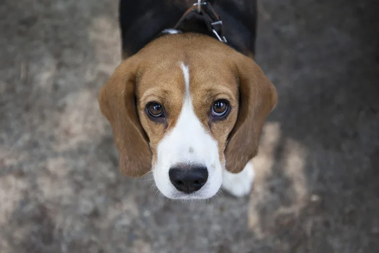 Esto es lo que te pide tu perro cuando te mira fijamente, según la ciencia