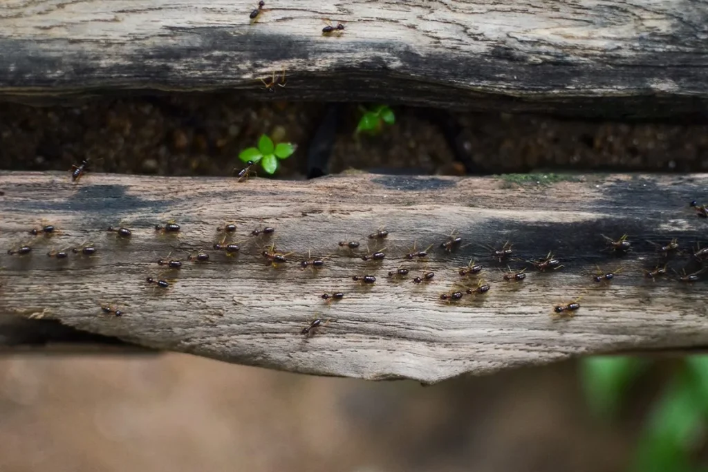 FORMACIONES QUE EVITAN ATASCOS