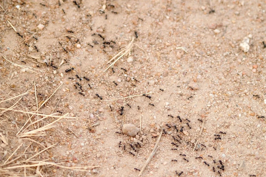 GESTIÓN DINÁMICA DEL TRÁFICO PARA EVITAR ATASCOS