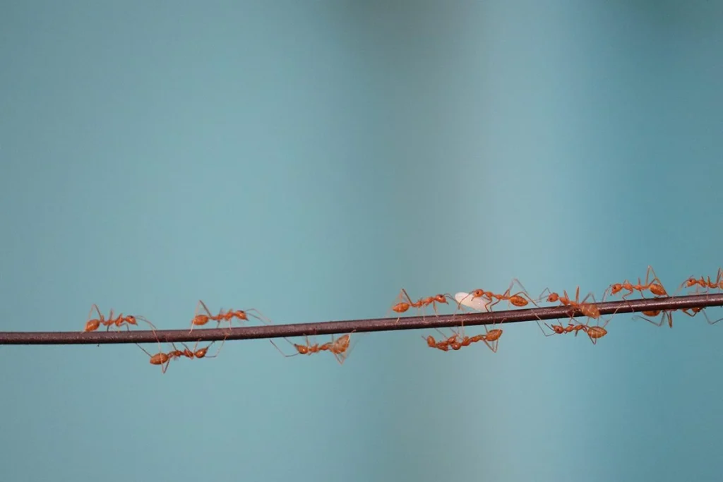 LA DIFERENCIA ENTRE PERSONAS Y HORMIGAS EN LOS ATASCOS