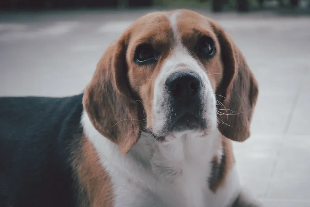 LA MIRADA DE TU PERRO PUEDE SER UNA ADVERTENCIA
