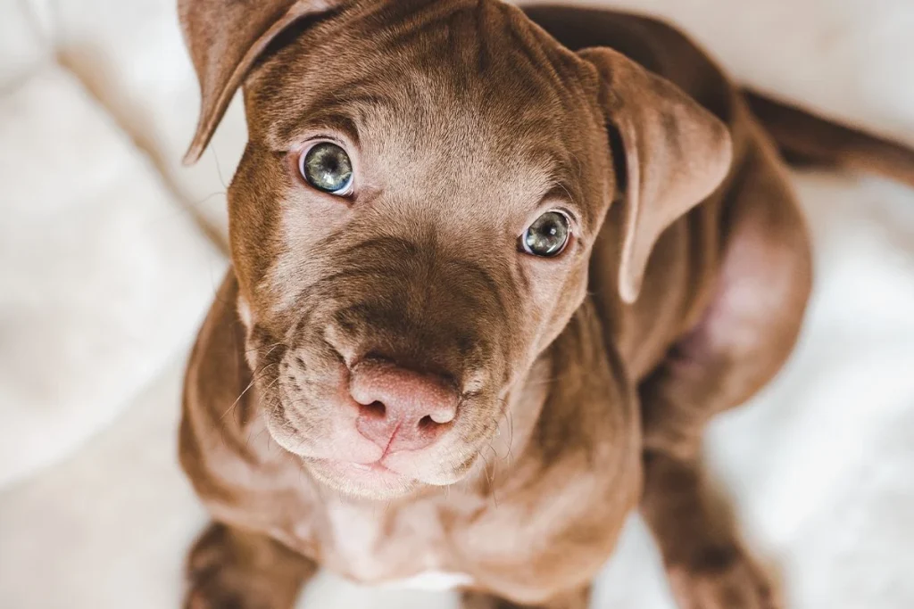LA MIRADA FIJA DE TU PERRO NO ES CASUALIDAD
