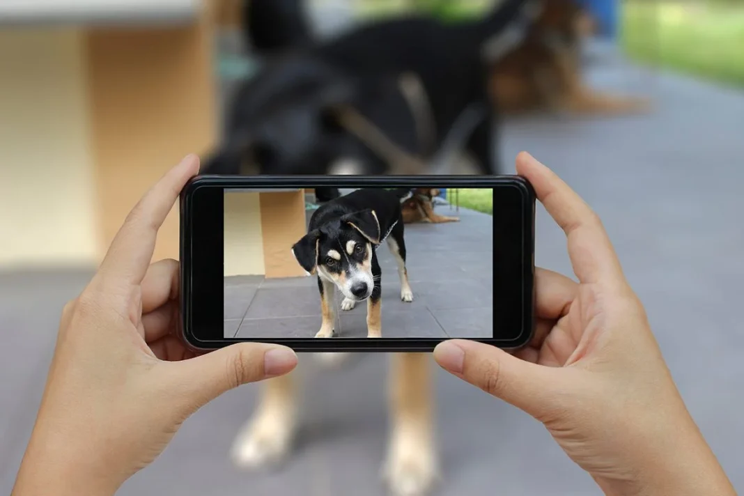 LA RAZÓN DE LAS VIDEOLLAMADAS A MASCOTAS