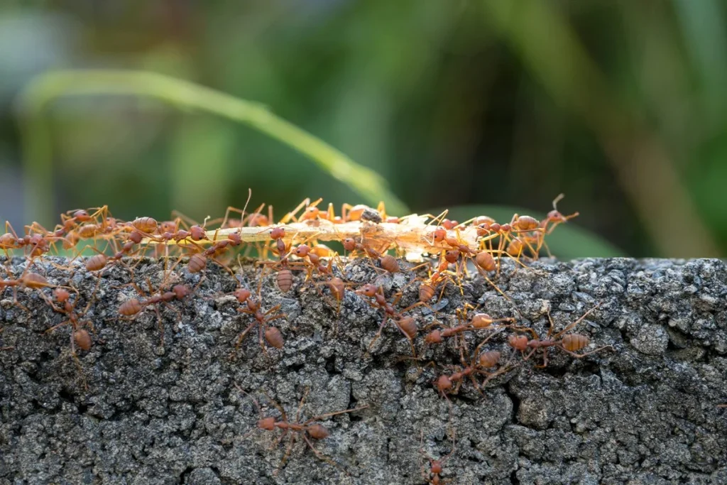 LAS HORMIGAS SON MÁS EFICIENTES FRENTE A LOS ATASCOS