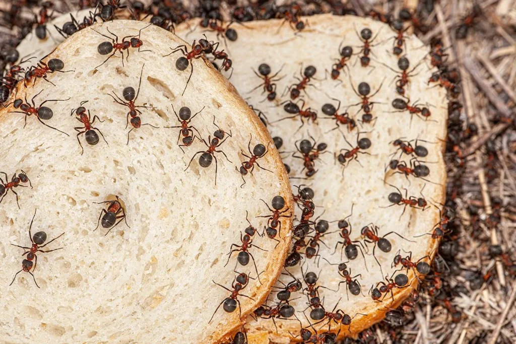 LAS HORMIGAS Y SU ESTRATEGIA PARA EVITAR ATASCOS Y DIFICULTADES