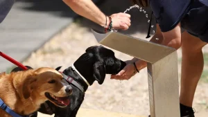 La prueba de los 5 segundos para sacar a pasear a tu perro cuando hace mucho calor Fuente: Europa Press