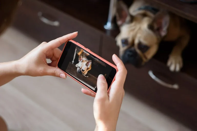 Las videollamadas a mascotas están de moda y esta es la razón