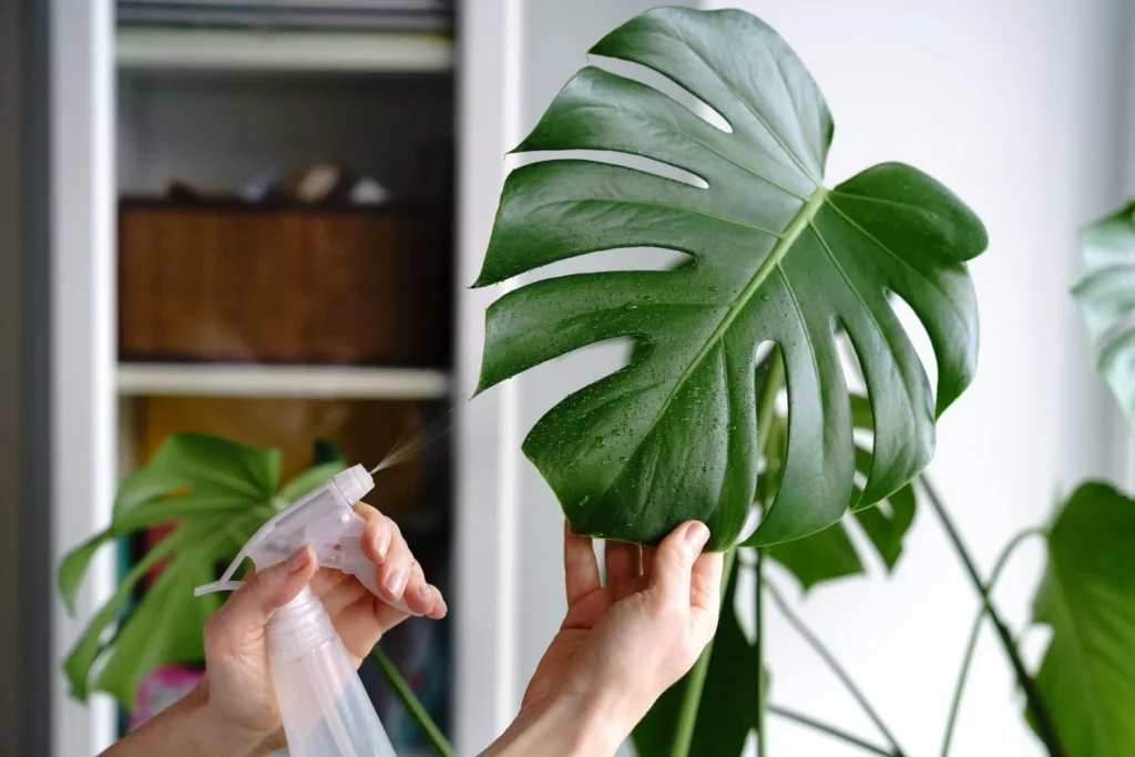 La planta más agradecida: ideal para quienes no tienen mano verde