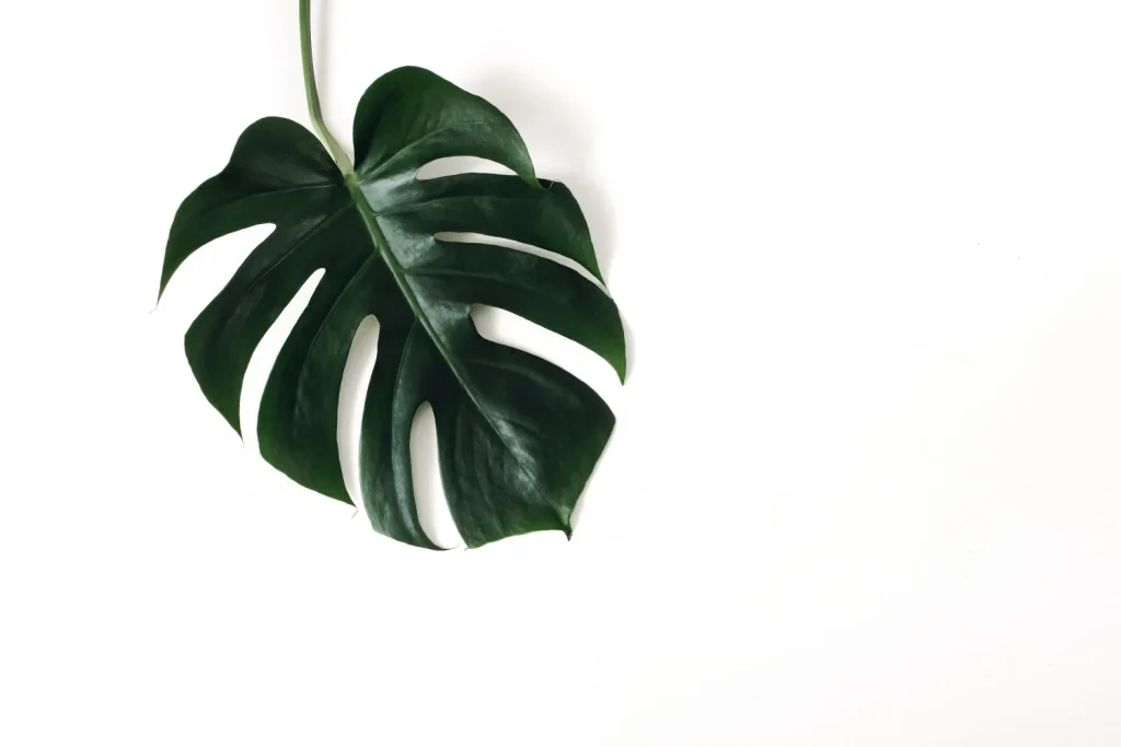 Decorar con plantas: más que estética, un acto de bienestar