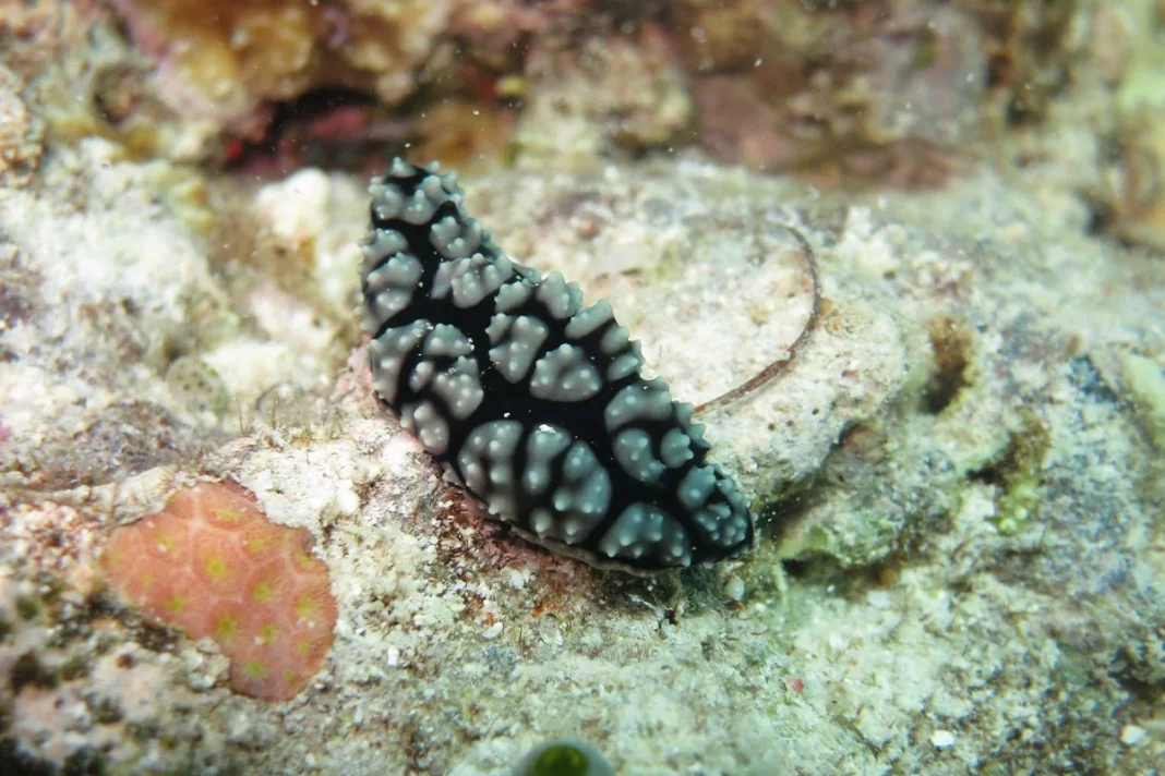 REGULACIÓN DEL ANIMAL QUE PUEDE AYUDAR CONTRA EL CÁNCER