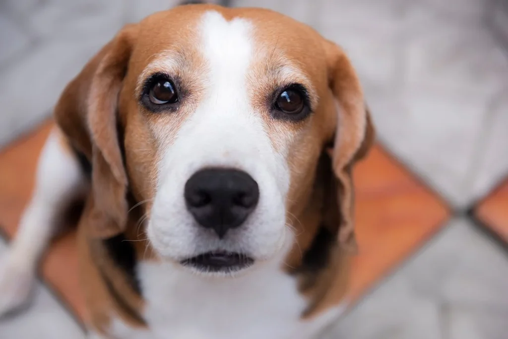 TE MIRA FIJAMENTE PORQUE ESTA INCÓMODO O NECESITA SALIR