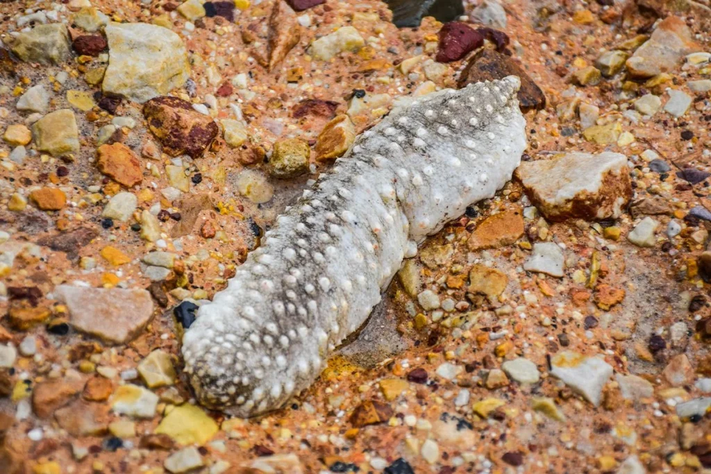 UNA CURA PARA EL CÁNCER SIN EFECTOS SECUNDARIOS