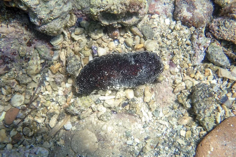 Un extraño animal del fondo marino puede ser el arma definitiva para curar el cáncer