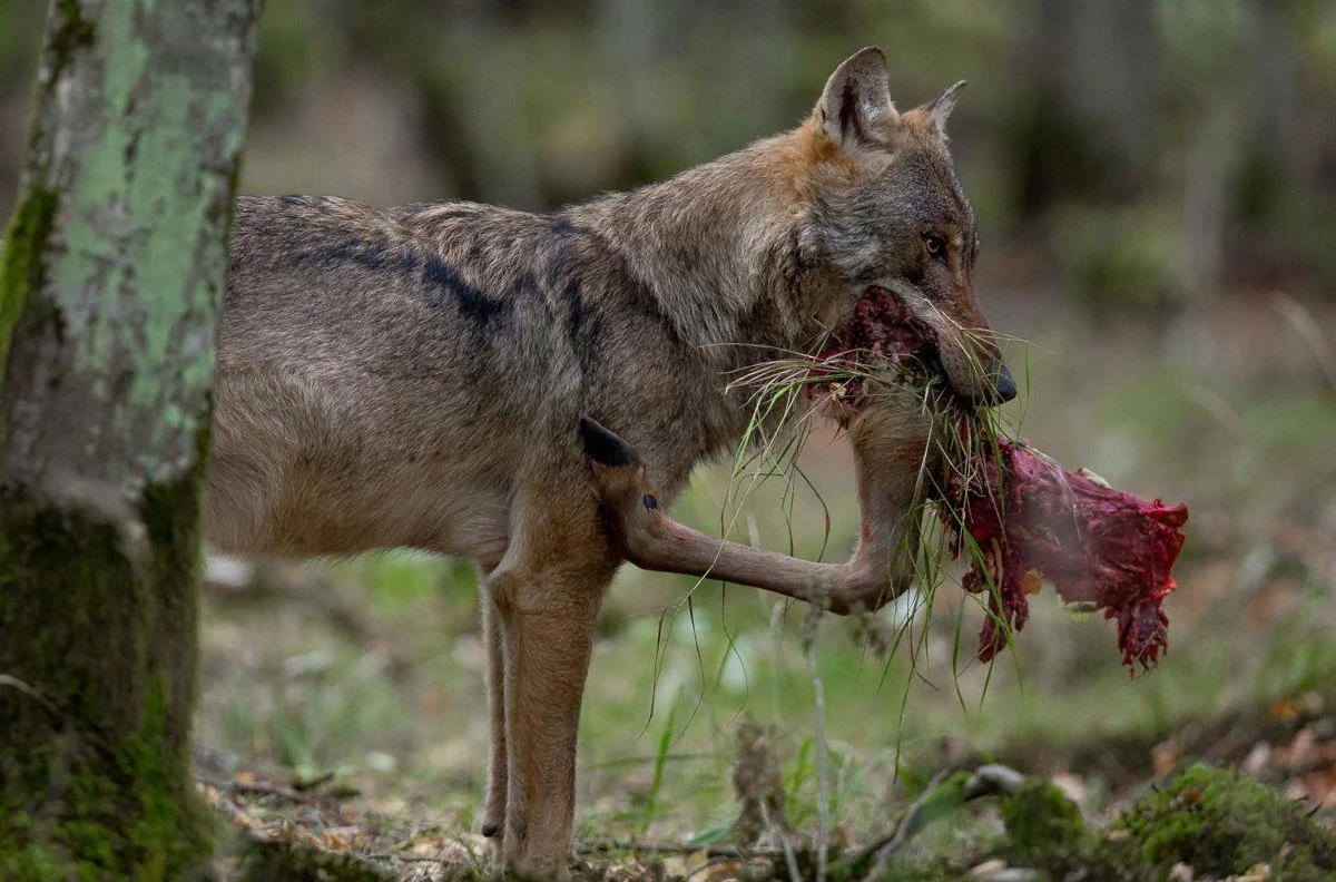 Portugal integra el rescate de animales en protección civil: entra en vigor el 8 de agosto 1 ley protección civil animales