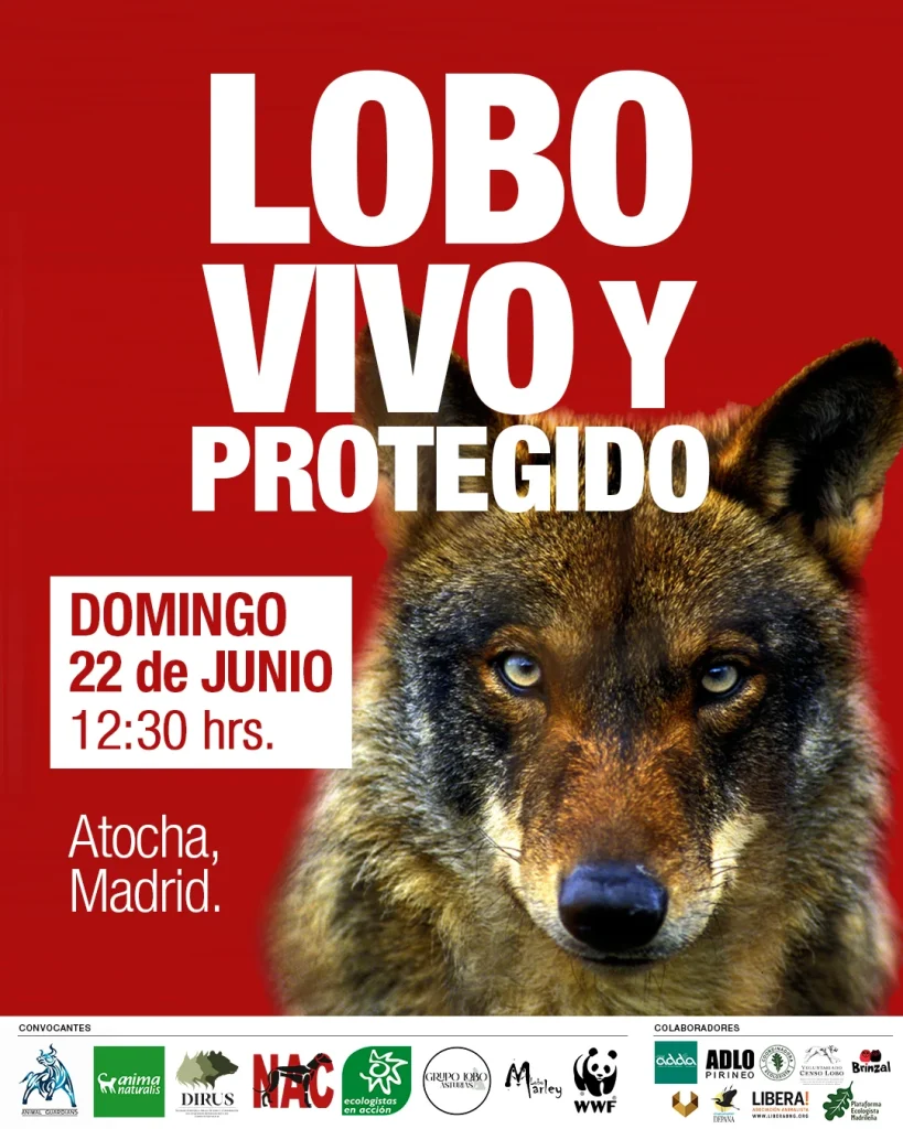 cartel manifestacion lobo iberico