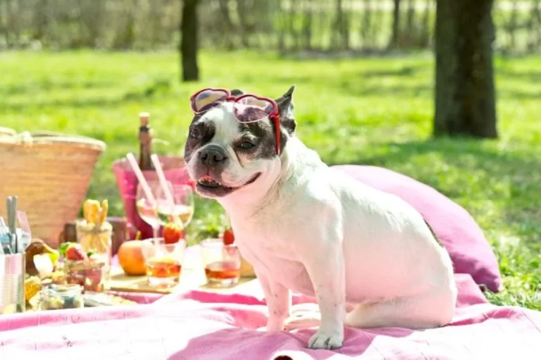 Ofertas de verano para tus mascotas: cuida a tus amigos peludos sin gastar de más