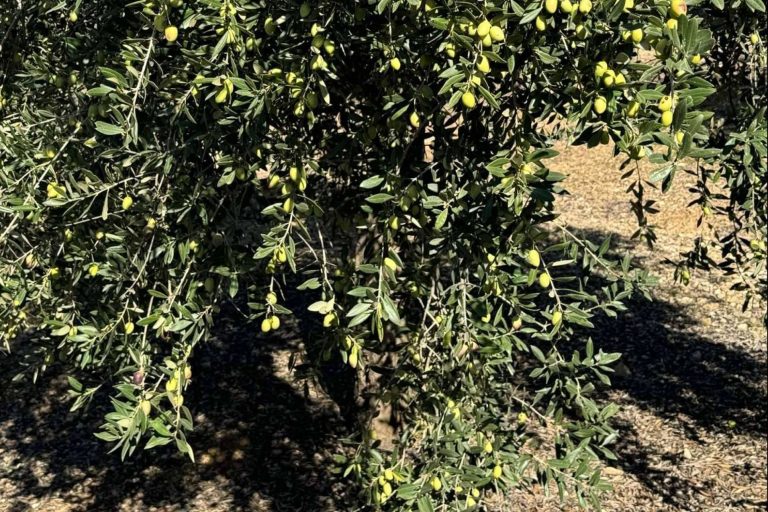 Venta de aceite de oliva gourmet de autor; el sabor que nace de una historia real