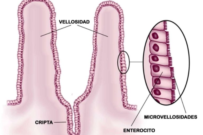 La permeabilidad intestinal; una patología emergente con implicancias sistémicas