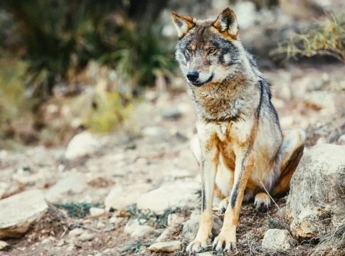 lobo ibérico lobo ibérico