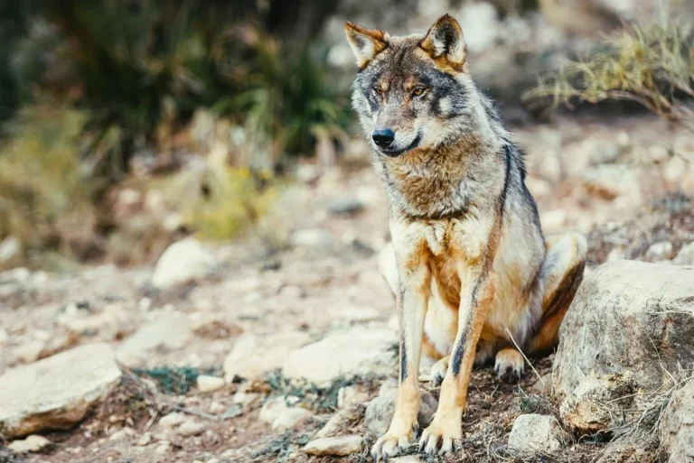 Muere el 'niño lobo' de Sierra Morena, el hombre que vivió más de una década con lobos