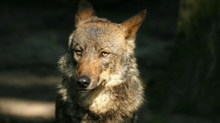 «Es una matanza sistemática con fines económicos»: Los animalistas se plantan ante la 'artimaña legislativa' del lobo