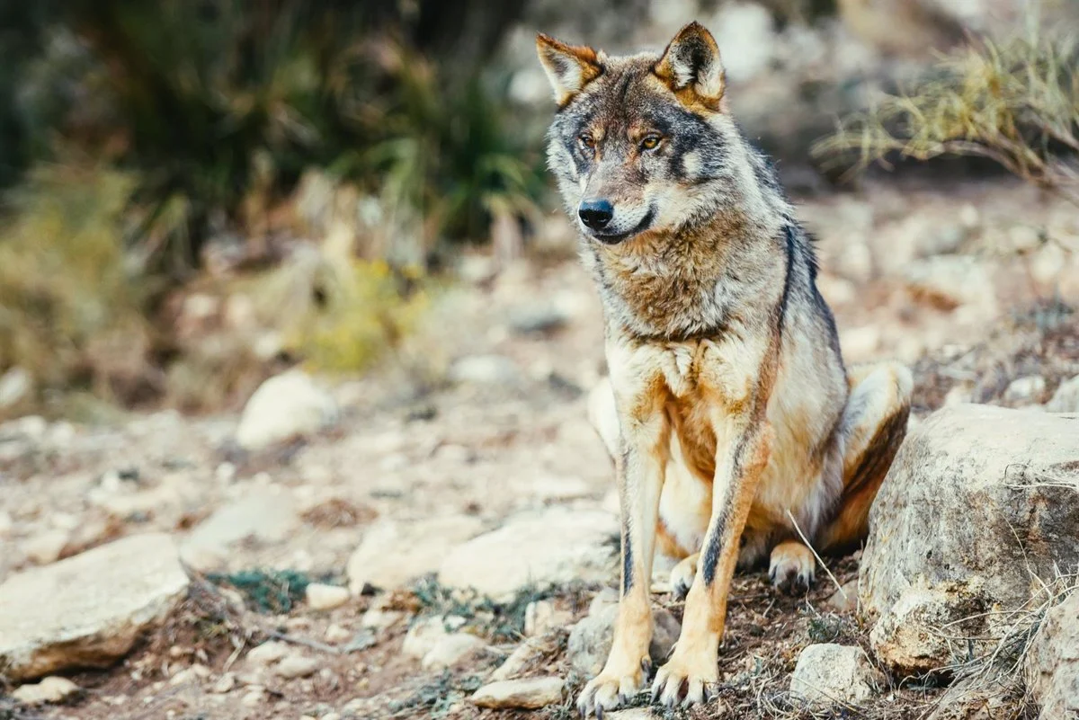 lobo ibérico lobo ibérico