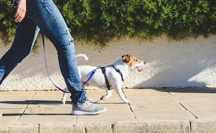 Pasear perro verano calor Fuente: Pixabay
