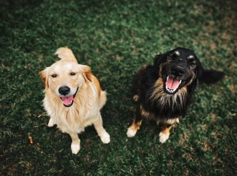 Los perros y su habilidad natural que supera a la tecnología | Fuente: Pexels Los perros y su habilidad natural que supera a la tecnología