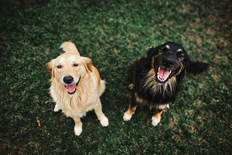 El rescate de dos perros abandonados por el SEPRONA en una poza de 5 metros en Ciudad Real