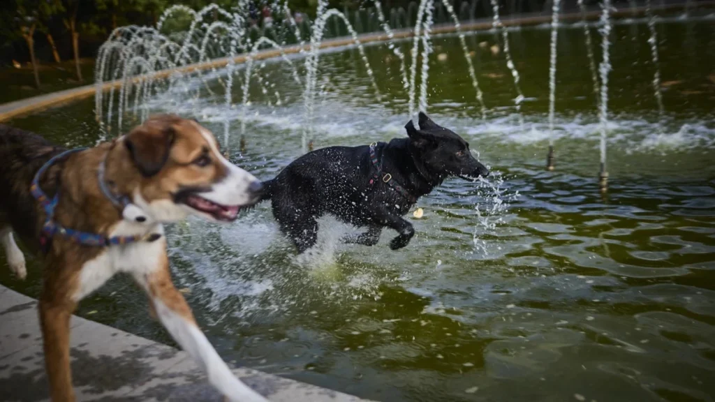 La prueba de los 5 segundos para sacar a pasear a tu perro cuando hace mucho calor Fuente: Europa Press