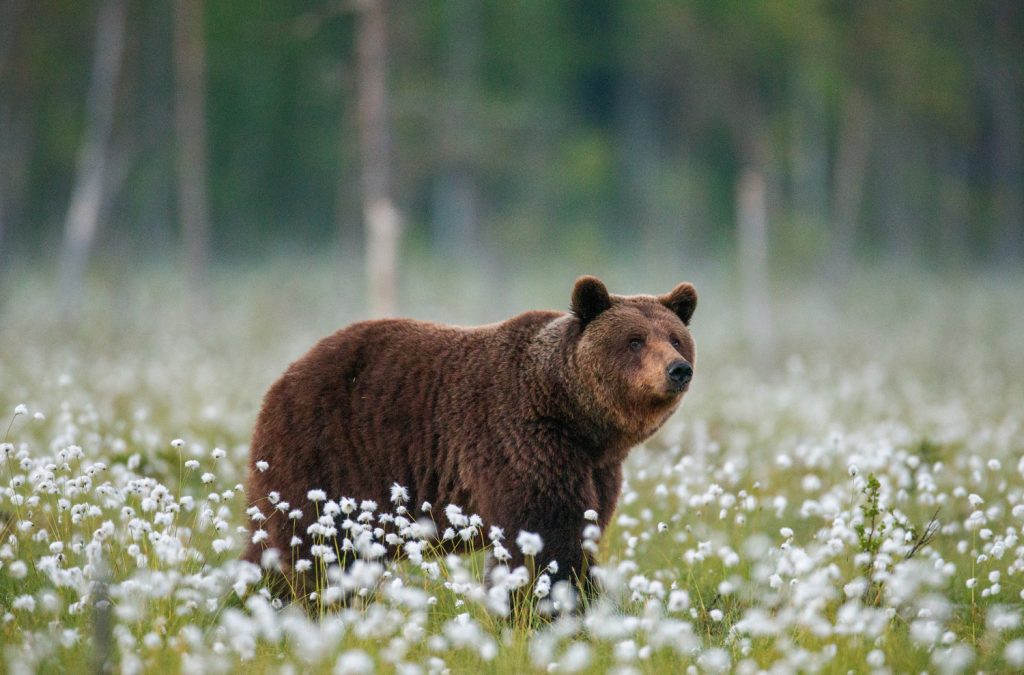 LA MIRADA DEL OSO PARDO DESDE TU ALMOHADA