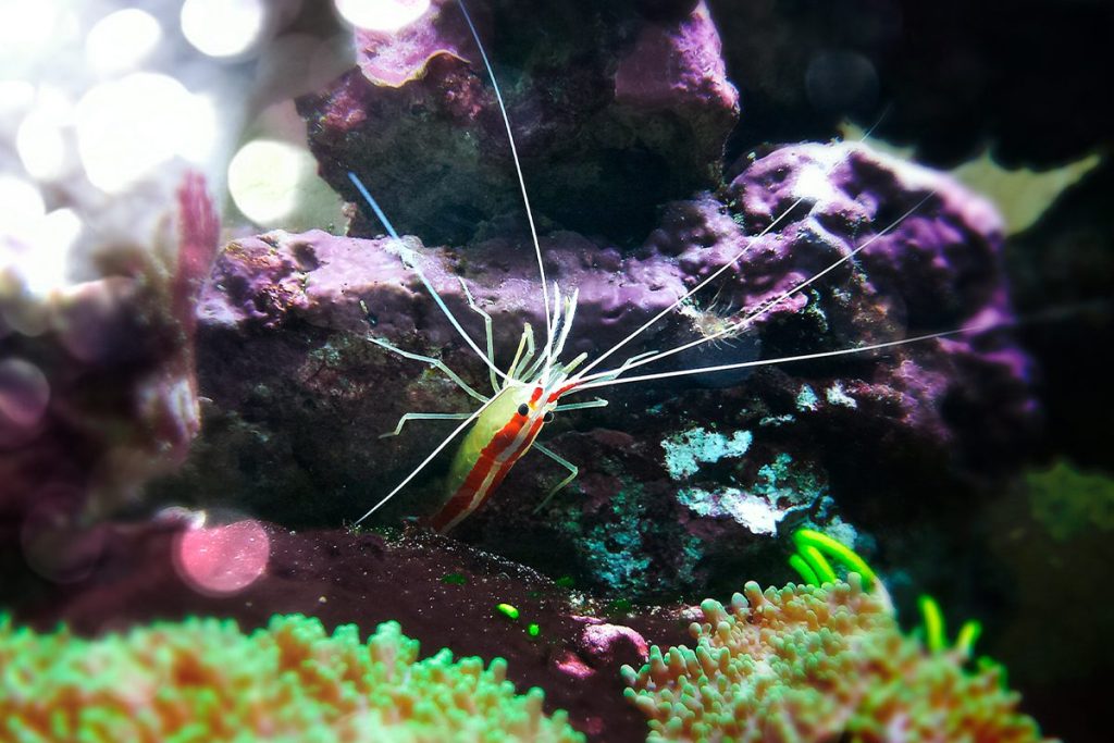 ALIADOS CONTRA EL CALENTAMIENTO GLOBAL