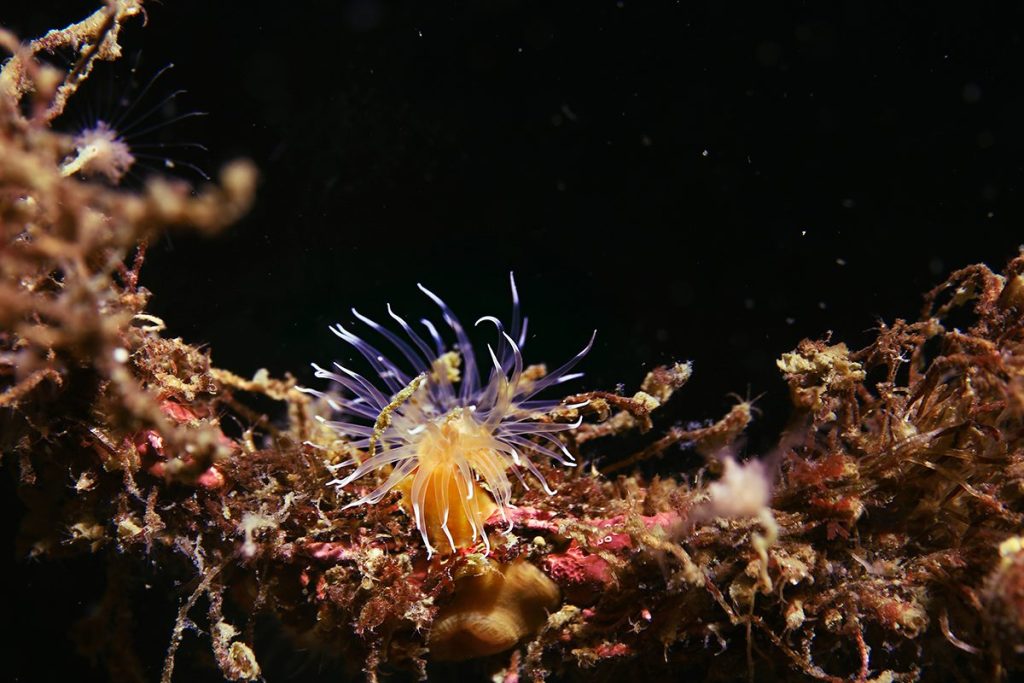 AMENAZAS PARA UN ALIADO CONTRA EL CALENTAMIENTO GLOBAL