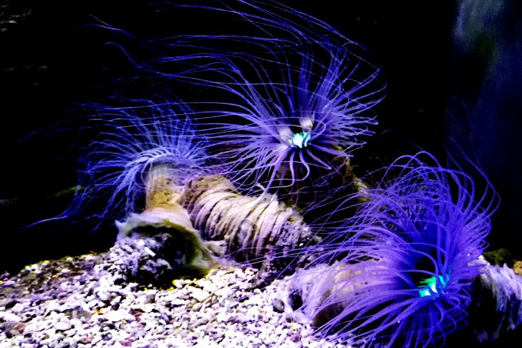 ANIMALES POCO APRECIADOS PERO FUNDAMENTALES PARA EL CALENTAMIENTO GLOBAL