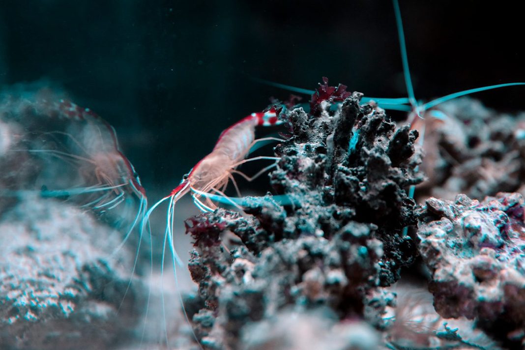 CÓMO AYUDAN A FRENAR EL CALENTAMIENTO GLOBAL