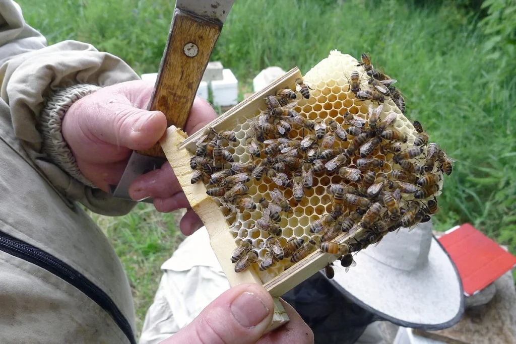 DETECCIÓN DE LOS ENEMIGOS DE LAS ABEJAS