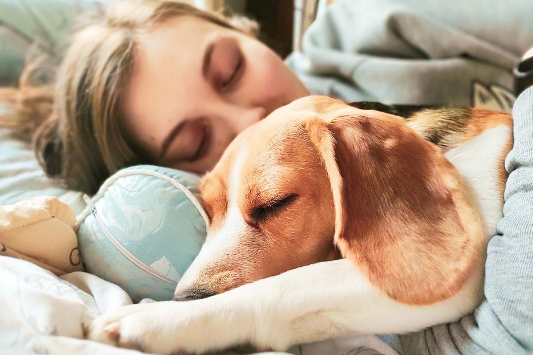 DORMIR CON TU PERRO MEJORA LA CALIDAD DE VIDA