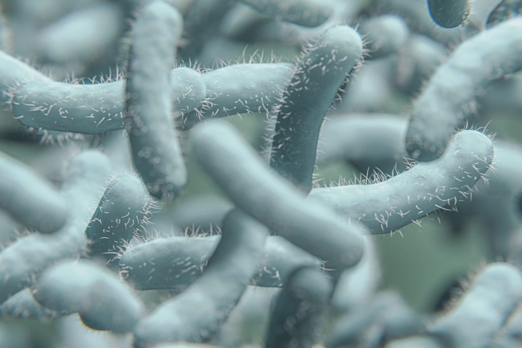 EL CEREBRO RESPONDE A LAS SEÑALES DEL INTESTINO