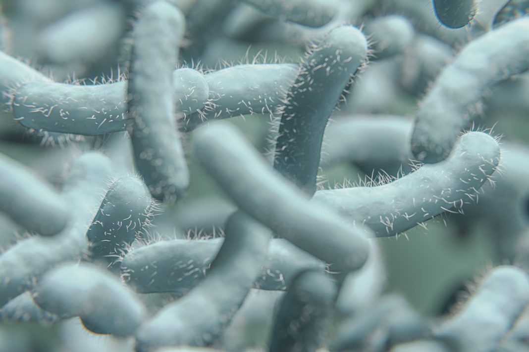 EL CEREBRO RESPONDE A LAS SEÑALES DEL INTESTINO