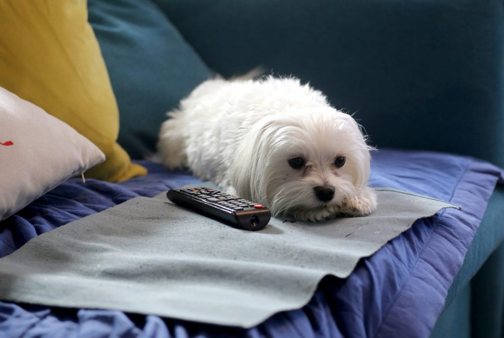 EL COMPORTAMIENTO DE LOS PERROS ANTE LA TV