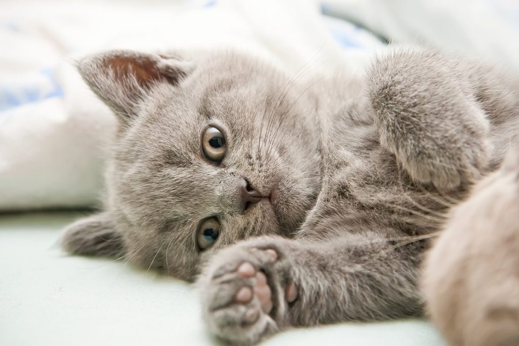 EL ESTUDIO QUE ANALIZA EL 'HABLA' DE LOS GATOS