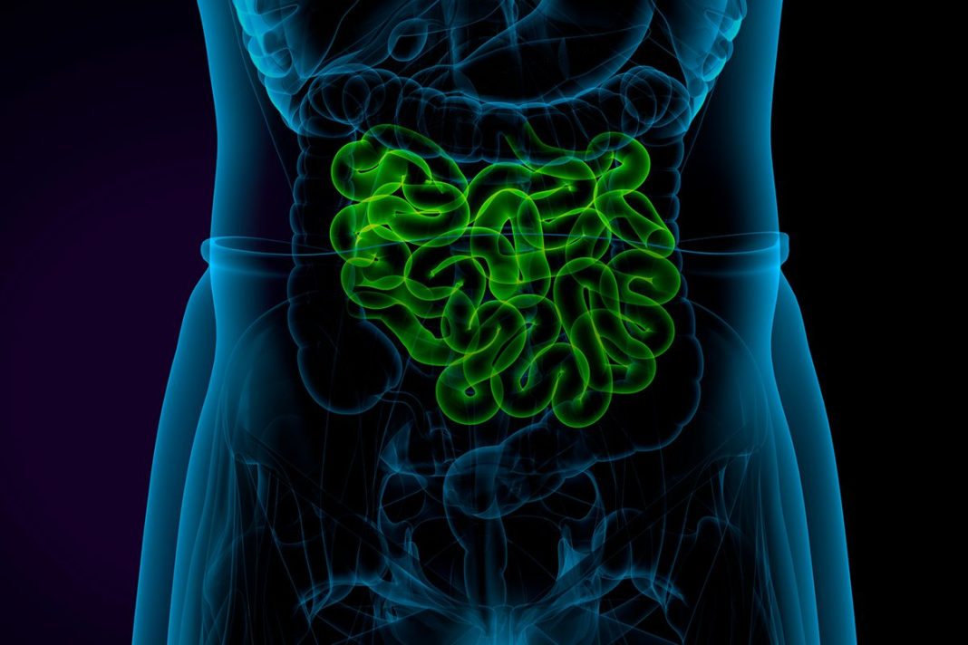 EL INTESTINO Y SU SISTEMA SENSORIAL