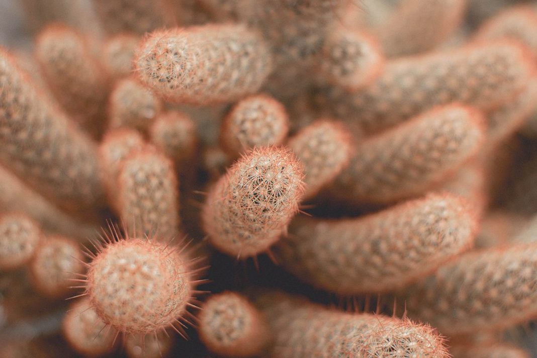 EL SISTEMA SENSORIAL QUE CONECTA INTESTINO Y CEREBRO