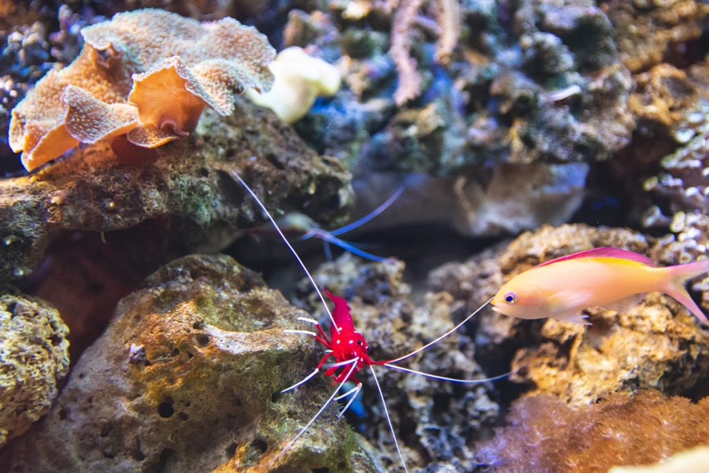 ESTUDIOS SOBRE SU CAPACIDAD PARA AYUDAR CONTRA EL CALENTAMIENTO GLOBAL