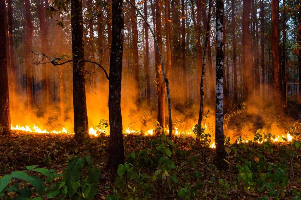 GRANDES BENEFICIOS A TRAVÉS DE LOS INCENDIOS