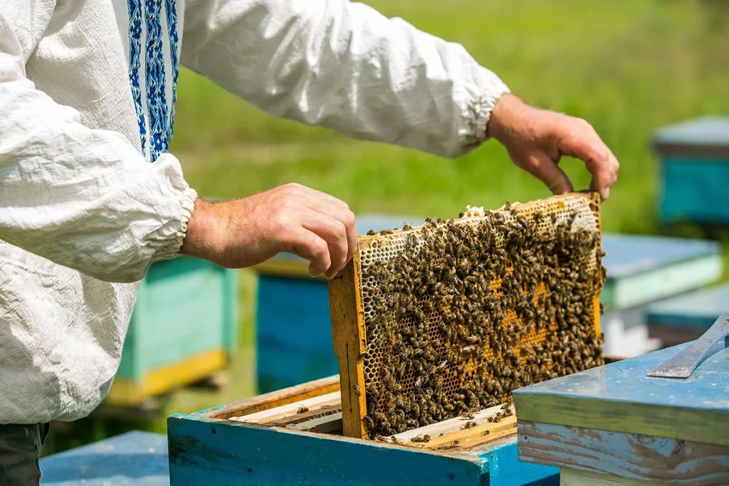LA COLMENA DIGITAL AYUDA A LA PROTECCIÓN DE LAS ABEJAS